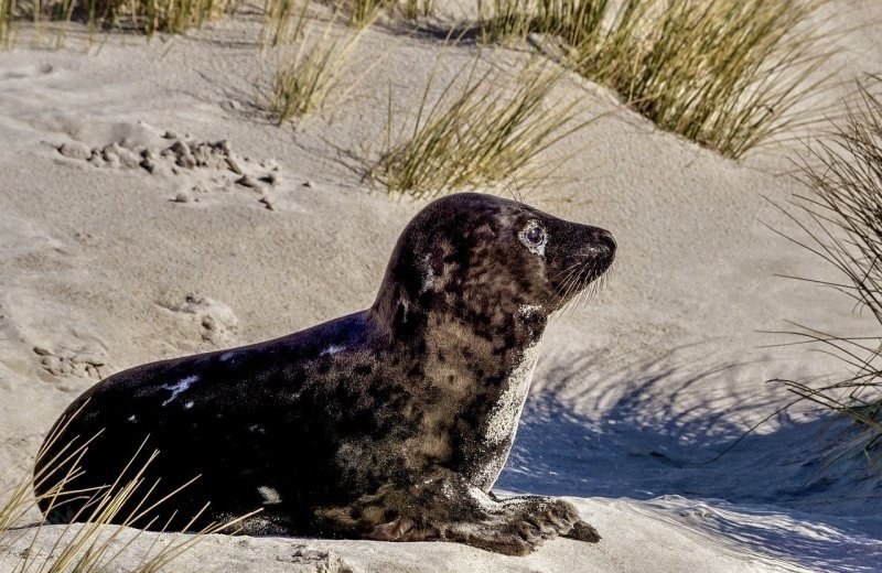 Zeehonden spotten